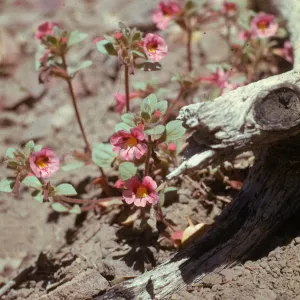 Mimulus johnstonii