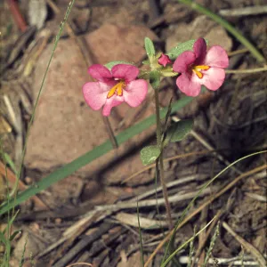 Mimulus torreyi