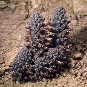 Orobanche bulbosa