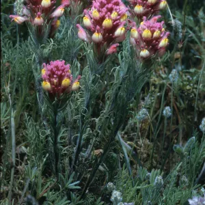 Orthocarpus purpurascens