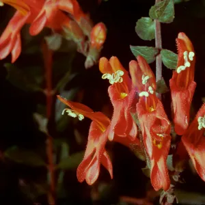 Penstemon cordifolius