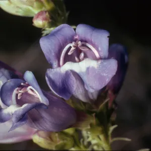 Penstemon gracilentus