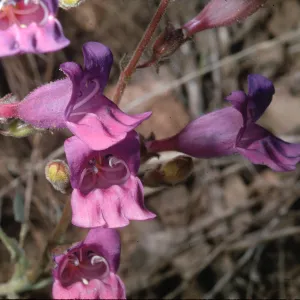 Penstemon laetus