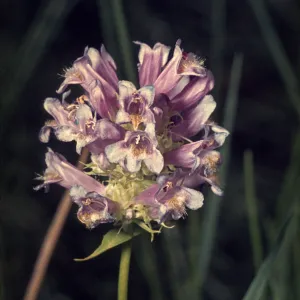 Penstemon oreocharis