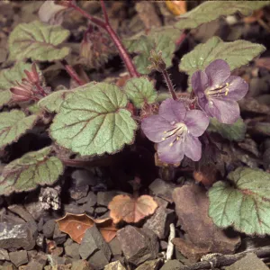 Phacelia longipes