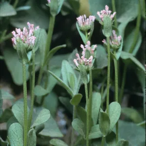 Plectritis ciliosa