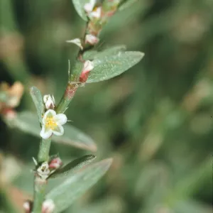 Polygonum aviculare