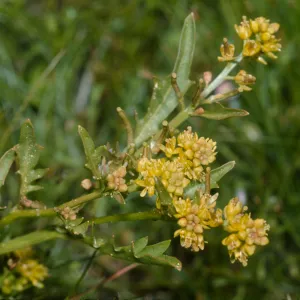 Rorippa curvisiliqua