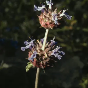 Salvia columbariae (Chia)
