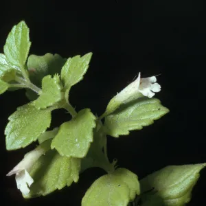 Satureja chamissonis