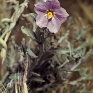 Solanum umbelliferum
