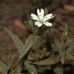 Stellaria jamesiana