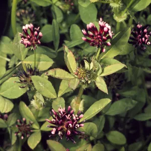 Trifolium variegatum