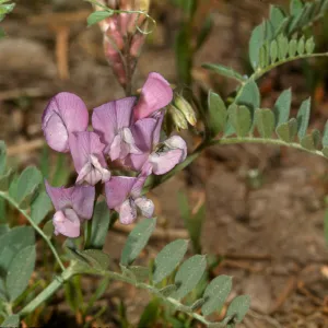 Vicia californica