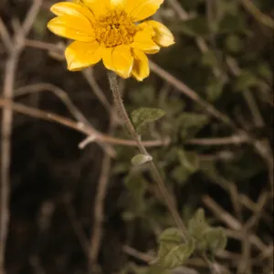 Viguiera deltoidea var. parishii