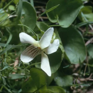Viola macloskeyi