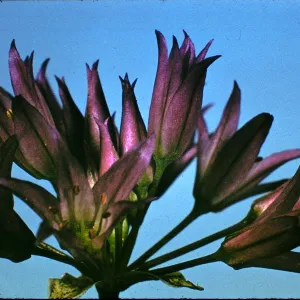 Allium fimbriatum