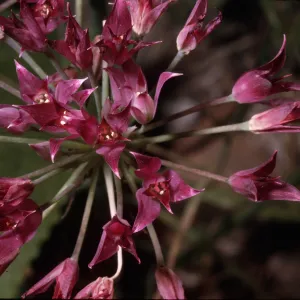 Allium peninsulare