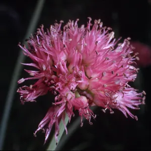 Allium validum