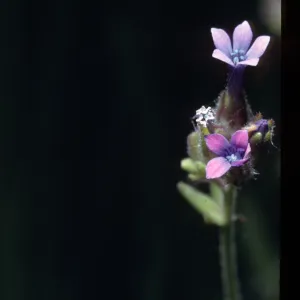Allophyllum gilioides