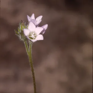 Allophyllum gilioides
