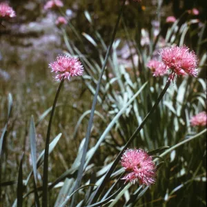 Allium validum