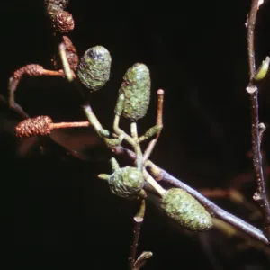 Alnus rhombifolia