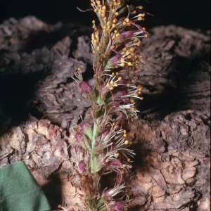 Amorpha californica