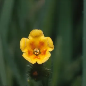 Amsinckia intermedia