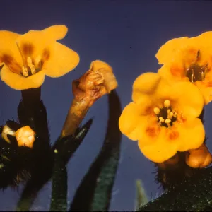 Amsinckia intermedia var. eastwoodiae