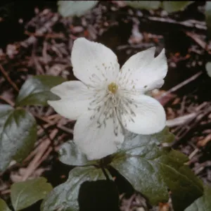 Anemone deltoidea