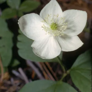 Anemone quinquefolia var. grayi