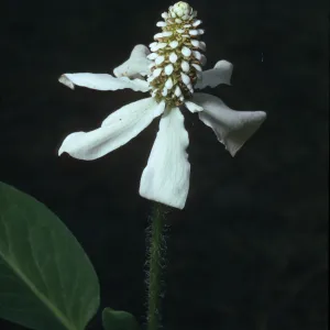 Anemopsis californica
