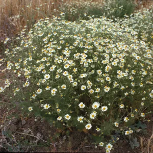 Anthemis cotula