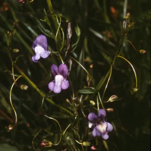 Antirrhinum kelloggii