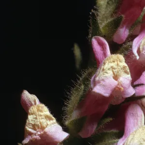 Antirrhinum multiflorum