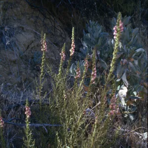 Antirrhinum multiflorum