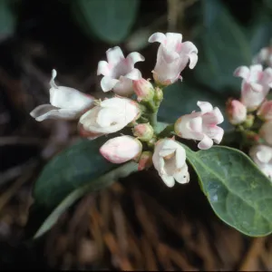 Apocynum pumilum