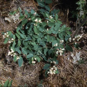 Apocynum pumilum