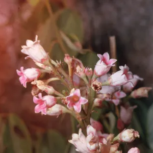 Apocynum pumilum