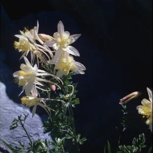 Aquilegia pubescens