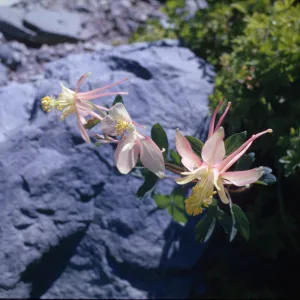 Aquilegia pubescens