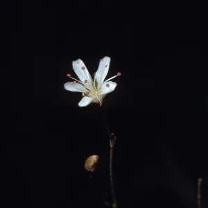 Arenaria kingii var. glabrescens