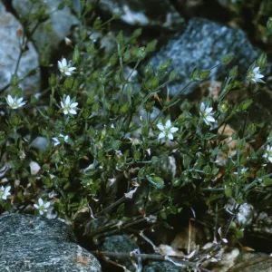 Arenaria nuttallii ssp. gregaria
