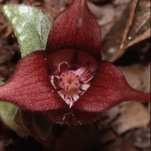 Asarum caudatum