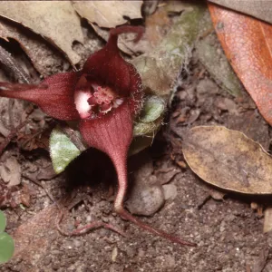 Asarum caudatum