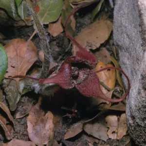 Asarum caudatum