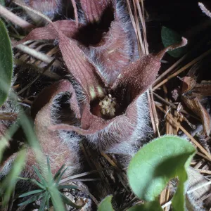 Asarum hartwegii
