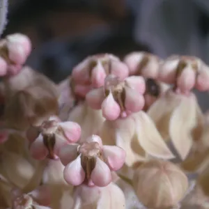 Asclepias eriocarpa