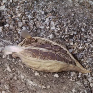 Asclepias erosa